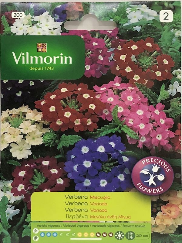 Verbena Híbrida  Colores Variados1