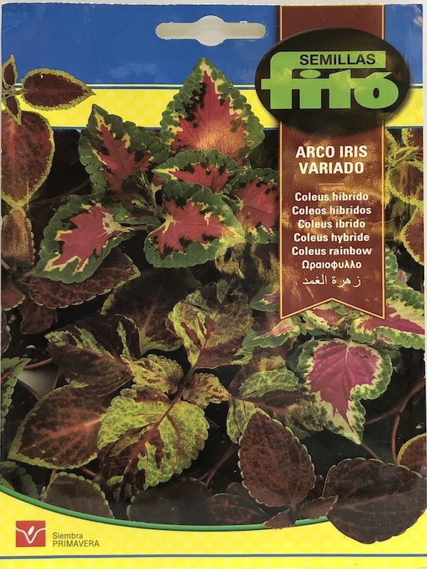 COLEUS HIBRIDO ARCO IRIS VARIADO1