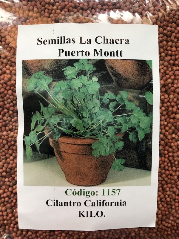 Cilantro California Long- Standing Kilo1