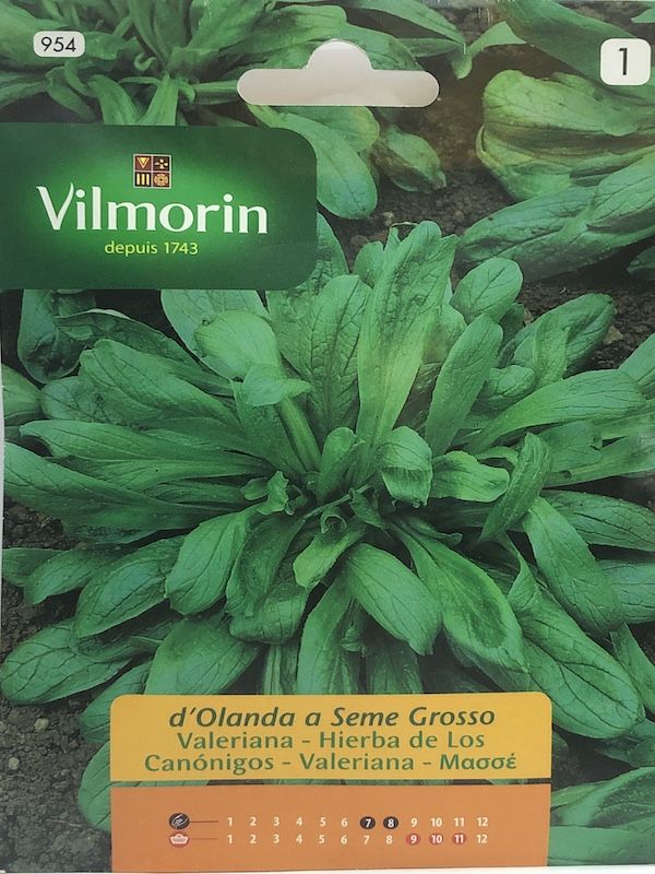 Valeriana Hierba de los Canónigos1