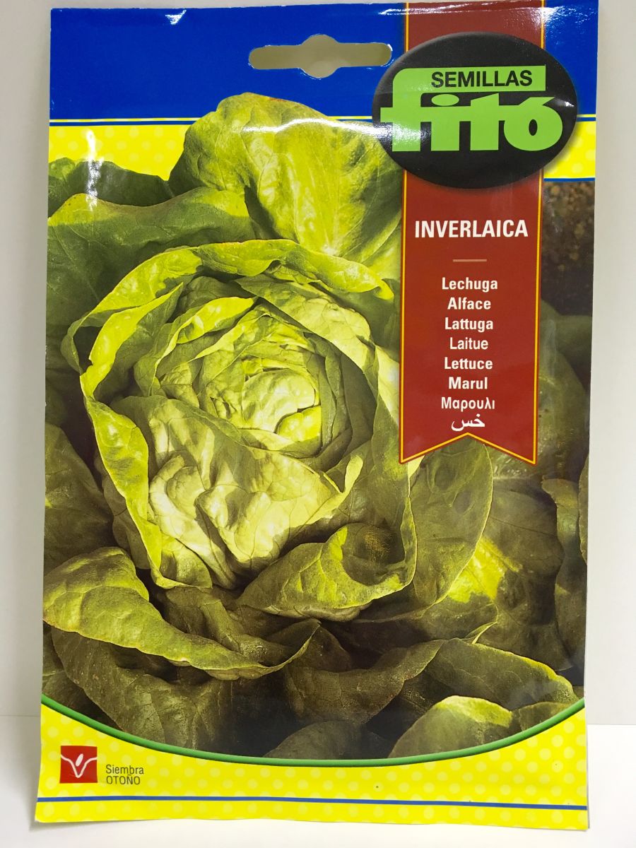 LECHUGA REPOLLADA INVERLAICA1