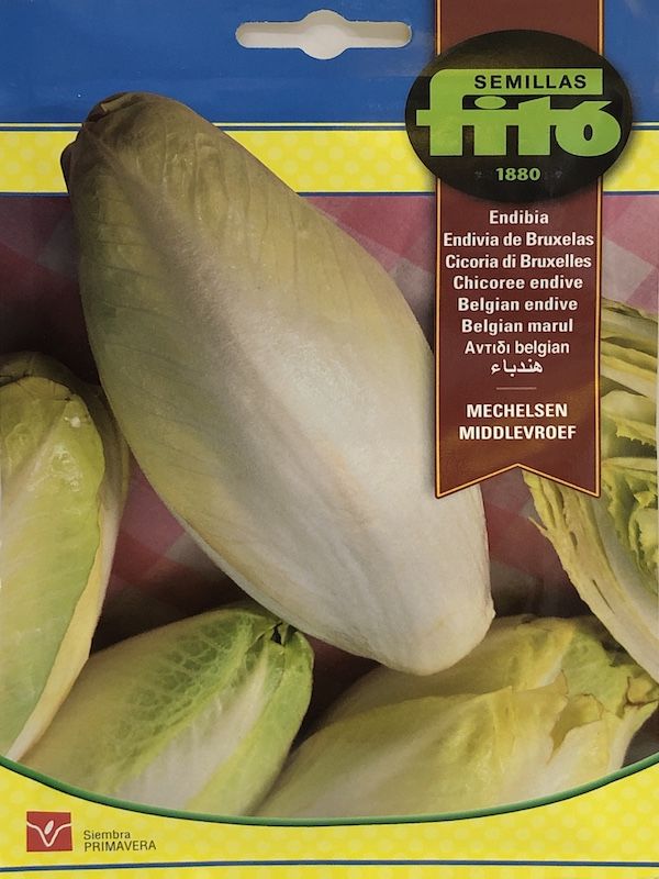 ENDIVIA DE BRUSELAS1