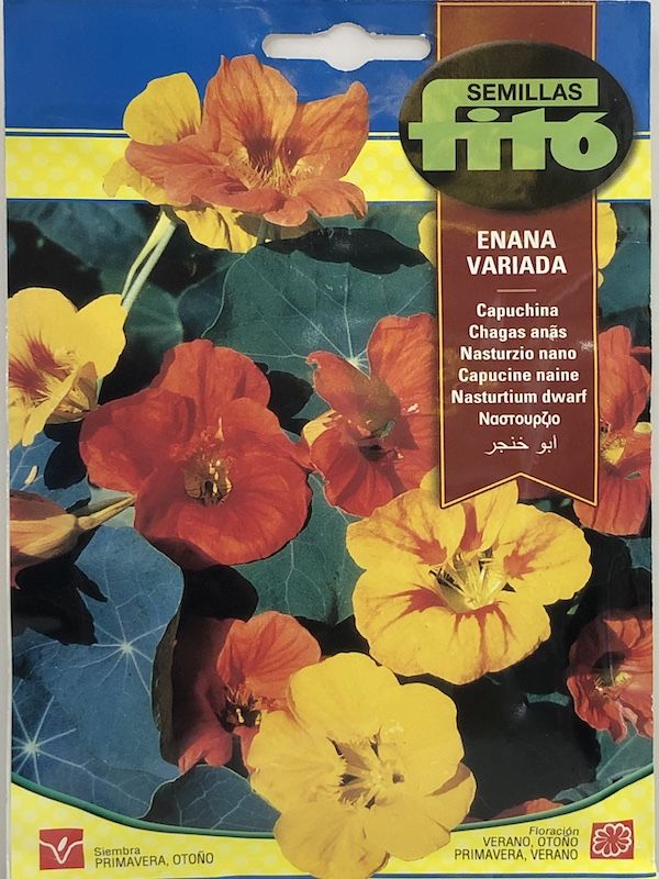 CAPUCHINA ENANA VARIADA1