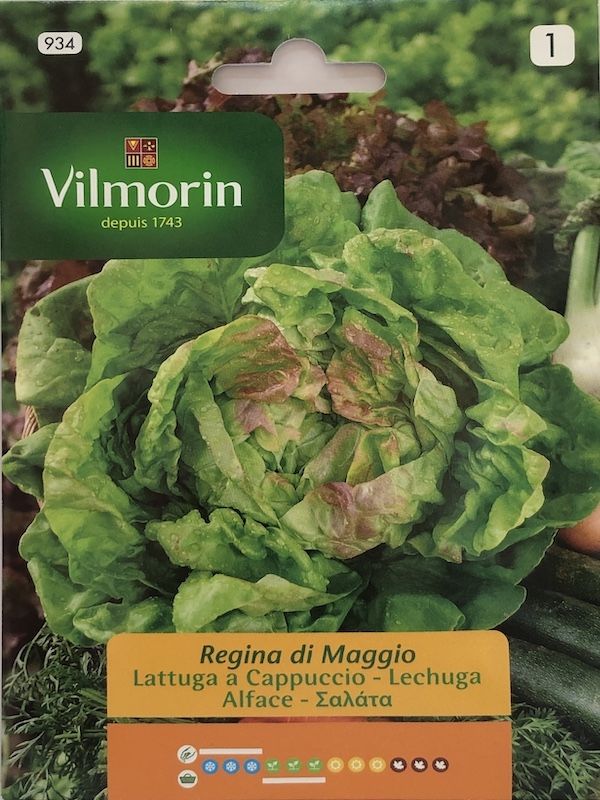 LECHUGA REINA DE MAYO 7 Gramos1