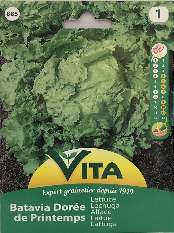 LECHUGA BATAVIA CRESPA 3 GRAMOS1