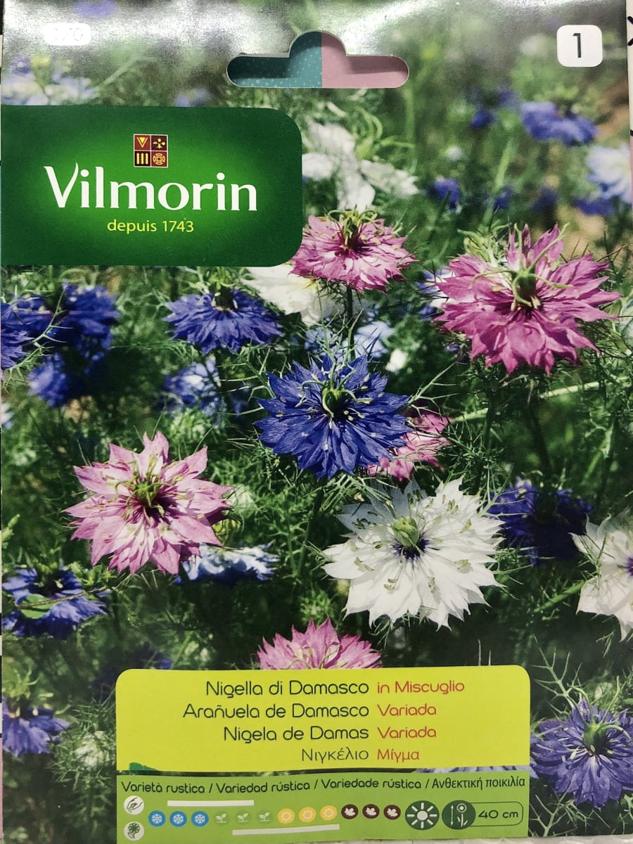 Nigelia-Arañuela de Damasco1