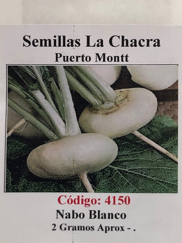 Nabo Blanco Redondo1