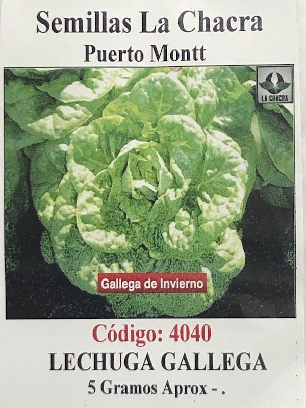 Lechuga Gallega de Invierno 5 Gramos1
