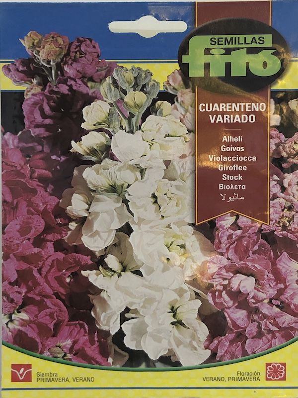 ALHELI CUARENTENO VARIADO1