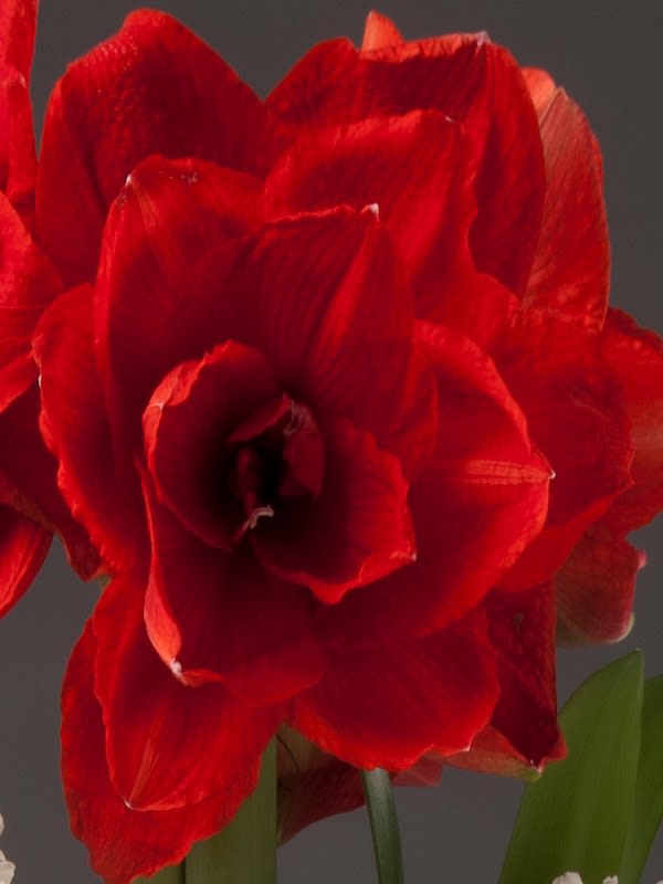 Amaryllis  Exclusivos Dobles. Color. Rojo Rubí. size 26/282