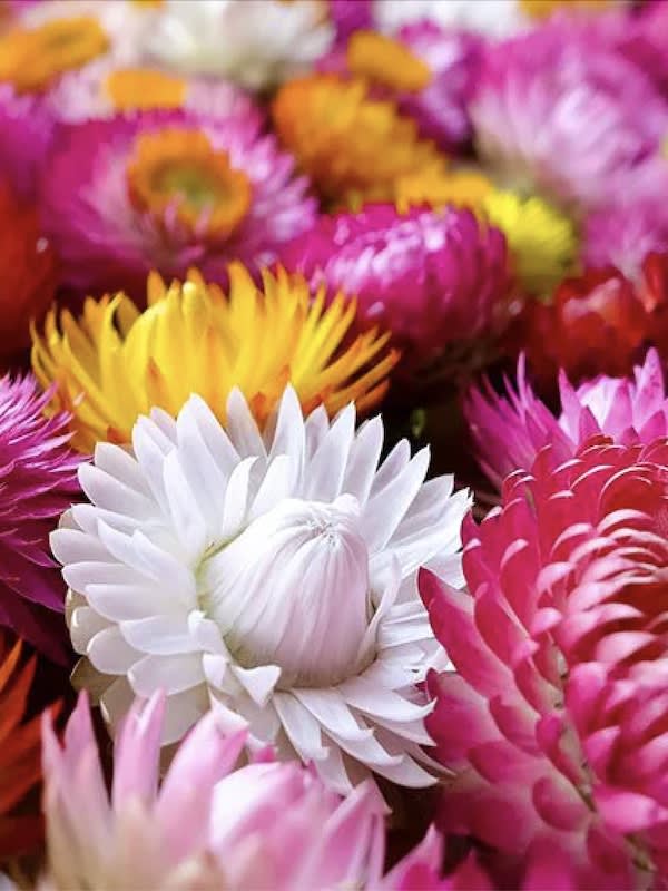 Siempreviva Gigante. Colores Variados3