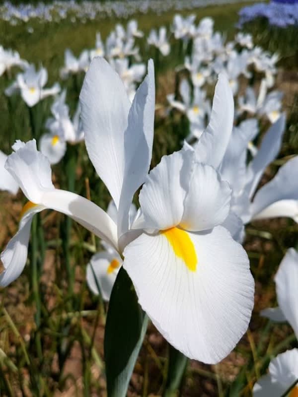 Bulbos de Iris Blanco/Amarillo4