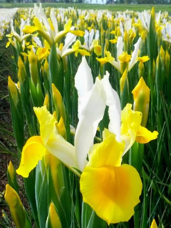 Bulbos de Iris Amarillo/Blanco3