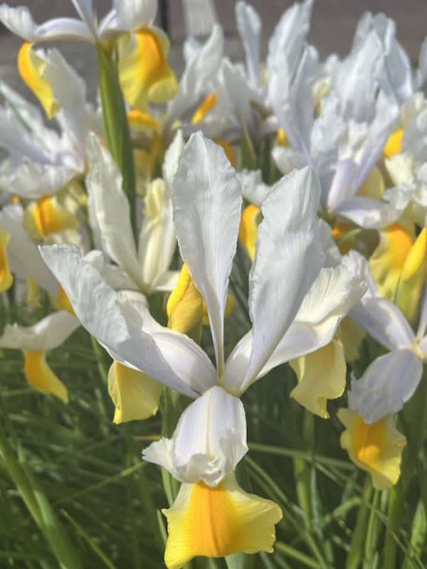 Bulbos de Iris Amarillo/Blanco2