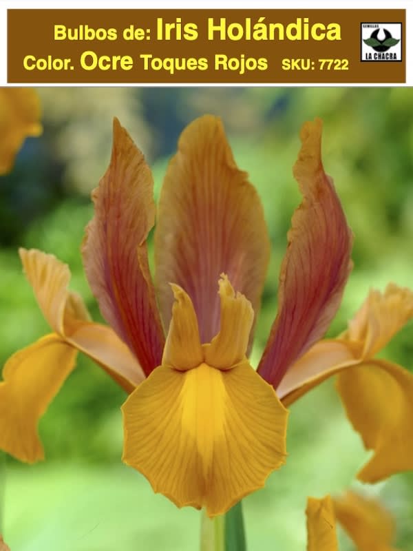 Bulbos de Iris Holándica Color: Ocre Toques Rojos. Size: 7/81