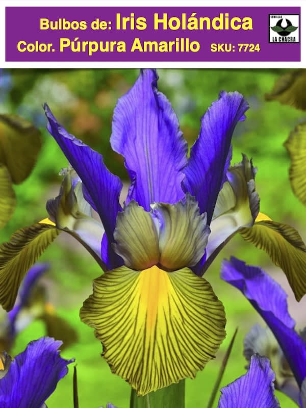 Bulbos de Iris Holándica Color:Púrpura Amarillo Size: 7/81
