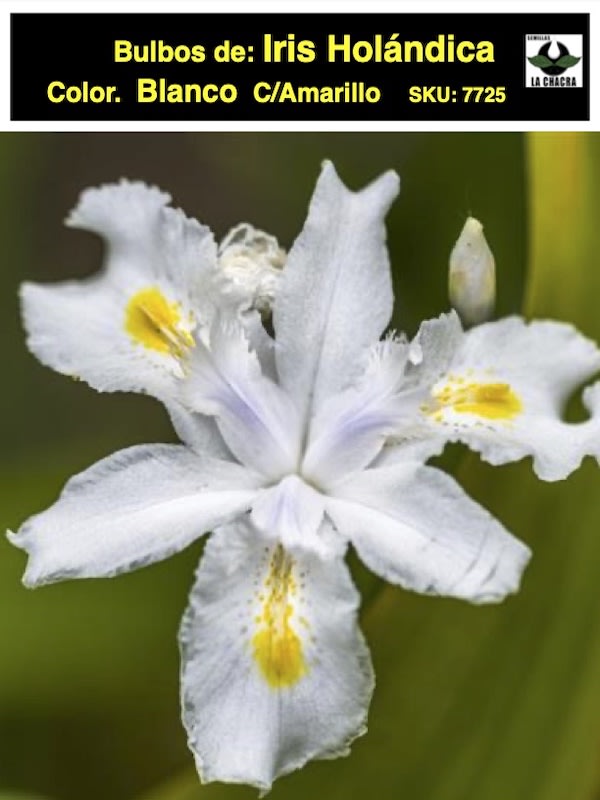 Bulbos de Iris Blanco/Amarillo1