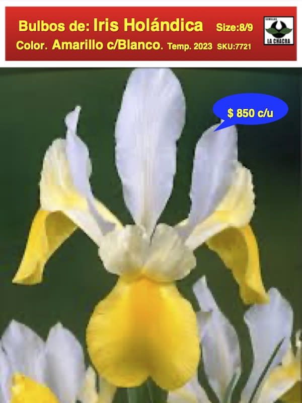 Bulbos de Iris Amarillo/Blanco1
