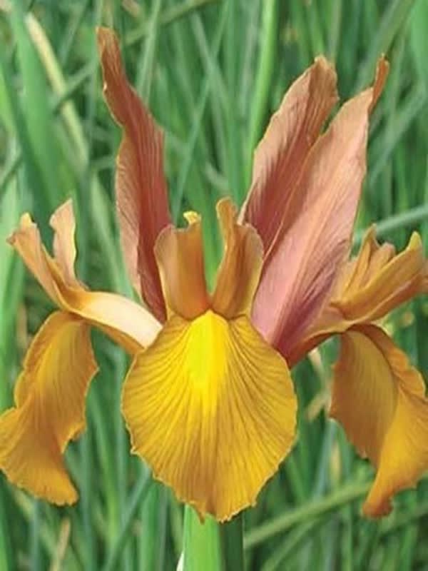 Bulbos de Iris Holándica Color: Ocre Toques Rojos. Size: 7/84