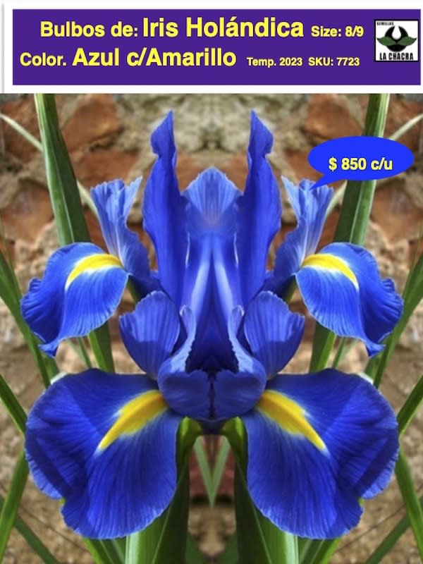 Bulbos de Iris Azul c/Amarillo1