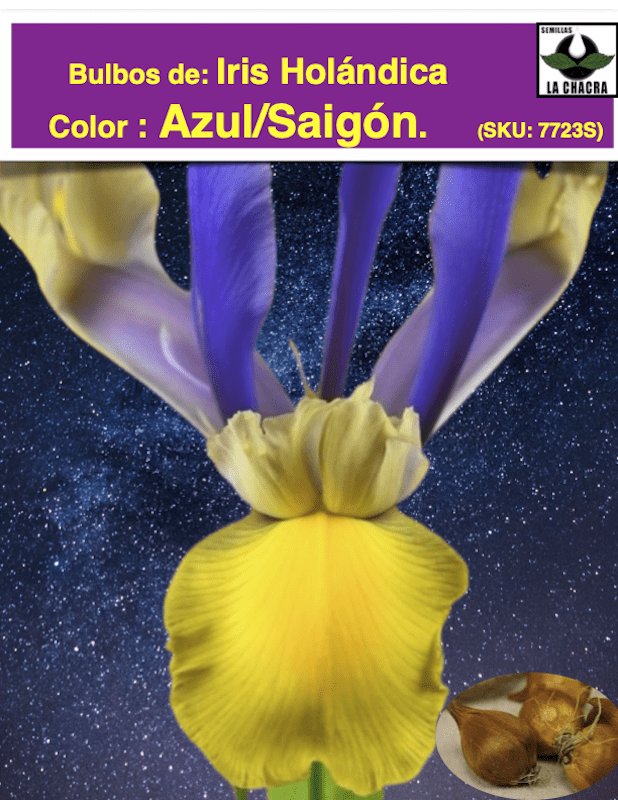 Bulbos de Iris Holándica Color: Azul/Saigón 8+1