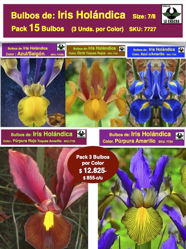 Pack 15 Bulbos de Iris Holándica  5 Colores con 3 Bulbos por Color1