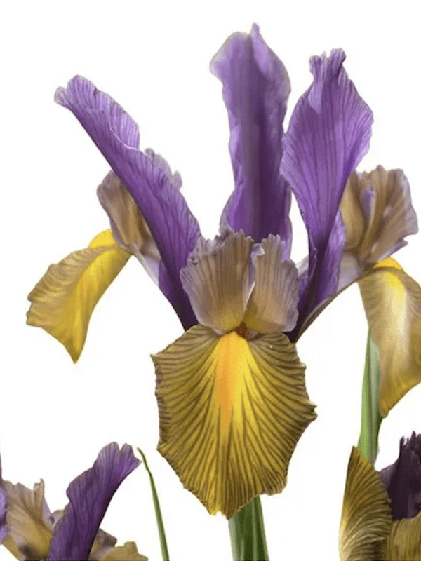 Bulbos de Iris Holándica Color:Púrpura Amarillo Size: 7/84