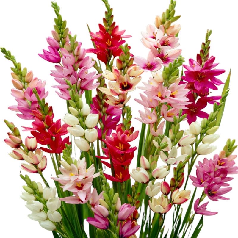 12 Bulbos de Ixias o Ballicas. Colores Variados Pack 12 Bulbos2