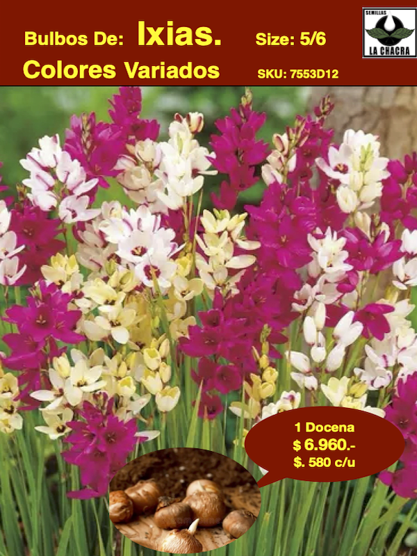 Bulbos de Ixias o Ballicas Pack 12 Bulbos1