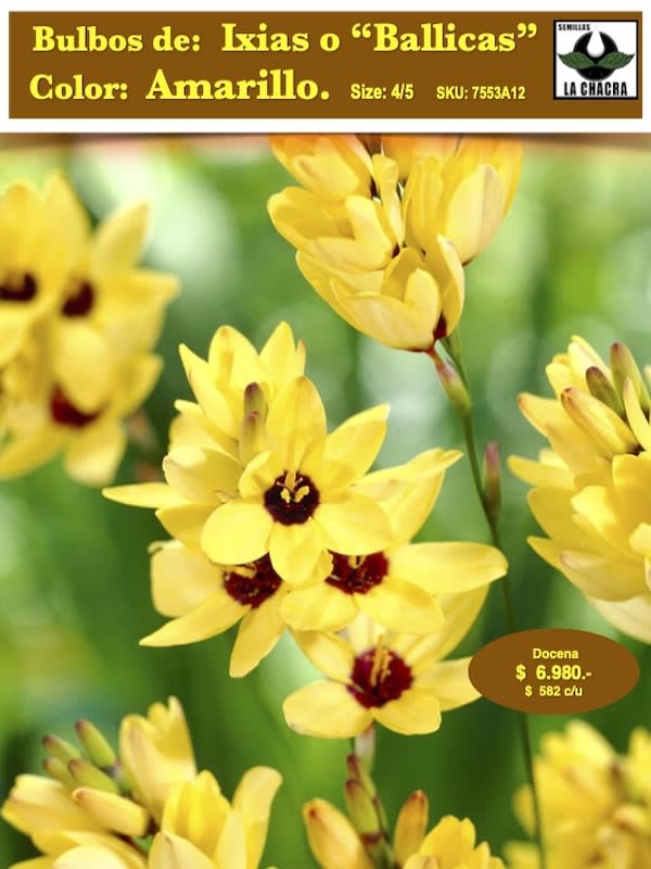 Pack 12  Bulbos de  Ixias o Ballicas.    Color: Amarillo1