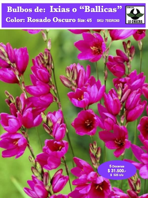 Pack 60  Bulbos de  Ixias o Ballicas.    Color: Rosado Oscuro1