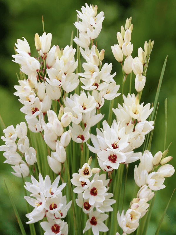 12 Bulbos de IXIAS O 