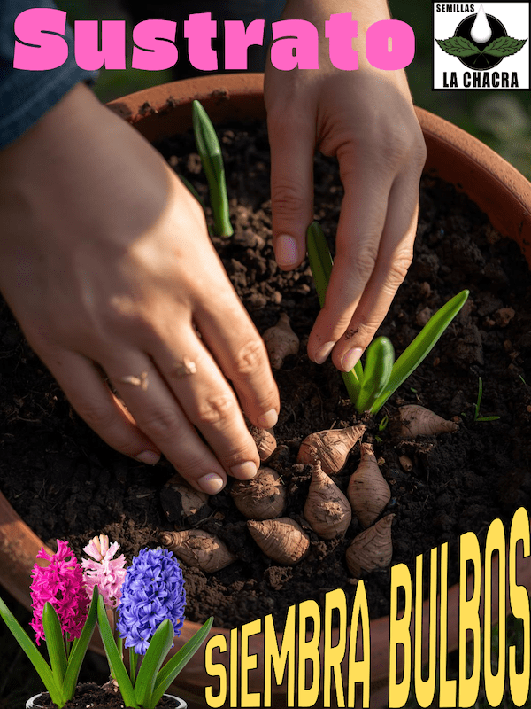 Sustrato Especial Bulbos & Plantas.  Envase1 Litro.2