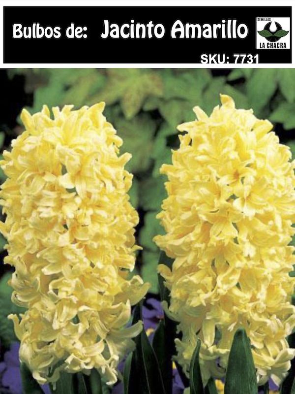 Jacinto. Amarillo Calibre 13-151