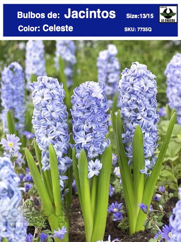 Jacinto. Celeste Size:: 13-151