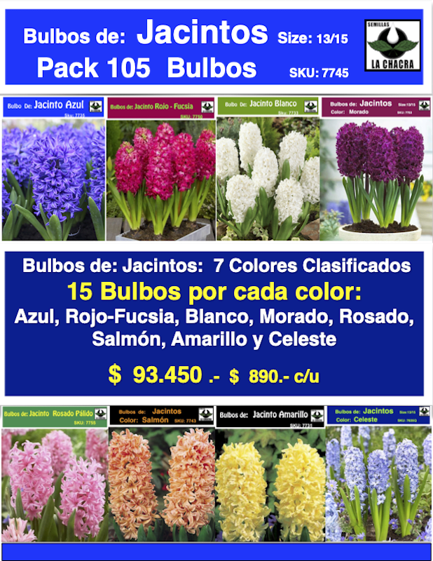 Pack 105 Bulbos de Jacintos Calibre 14-161