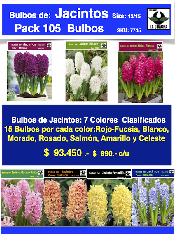 Pack 105 Bulbos de Jacintos Calibre 14-161