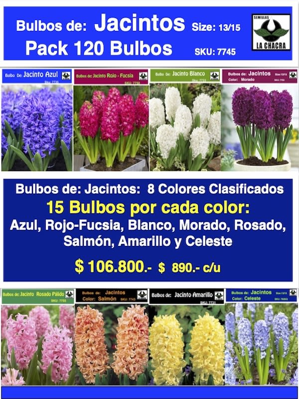 Pack 120 Bulbos de Jacintos Calibre 13-151