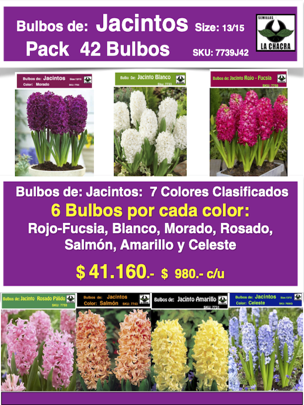Pack 42  Bulbos de Jacintos Size: 14/161