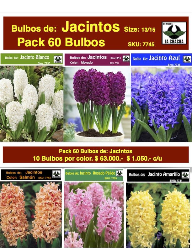 Pack 60 Bulbos de Jacintos Calibre 13-151