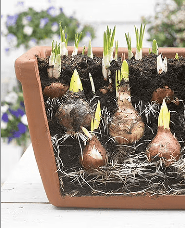 Pack 16 Bulbos de Jacintos. Calibre 13/152