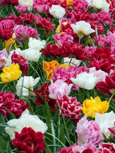5 Docenas de Bulbos de Tulipas. Colores Disponibles. Calibres: 12+3