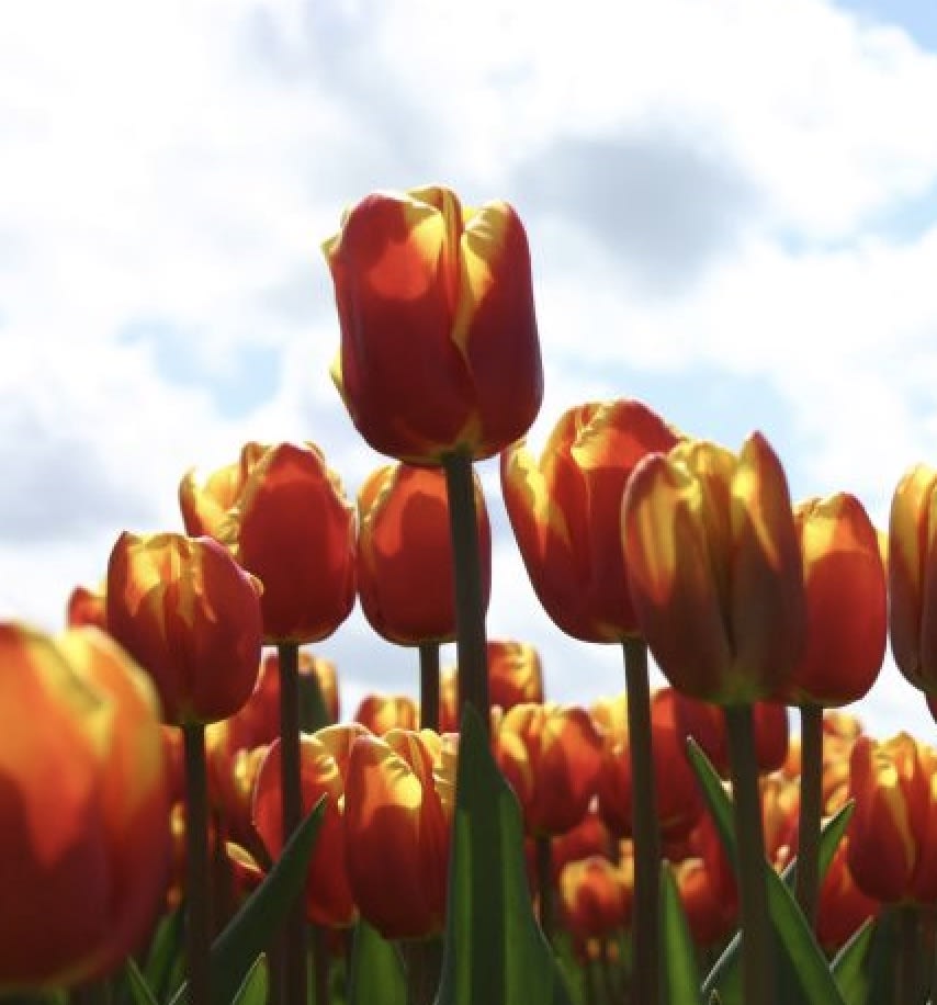 5 Docenas de Bulbos Tulipas Color: Rojo/Amarillo. Calibre 12+3