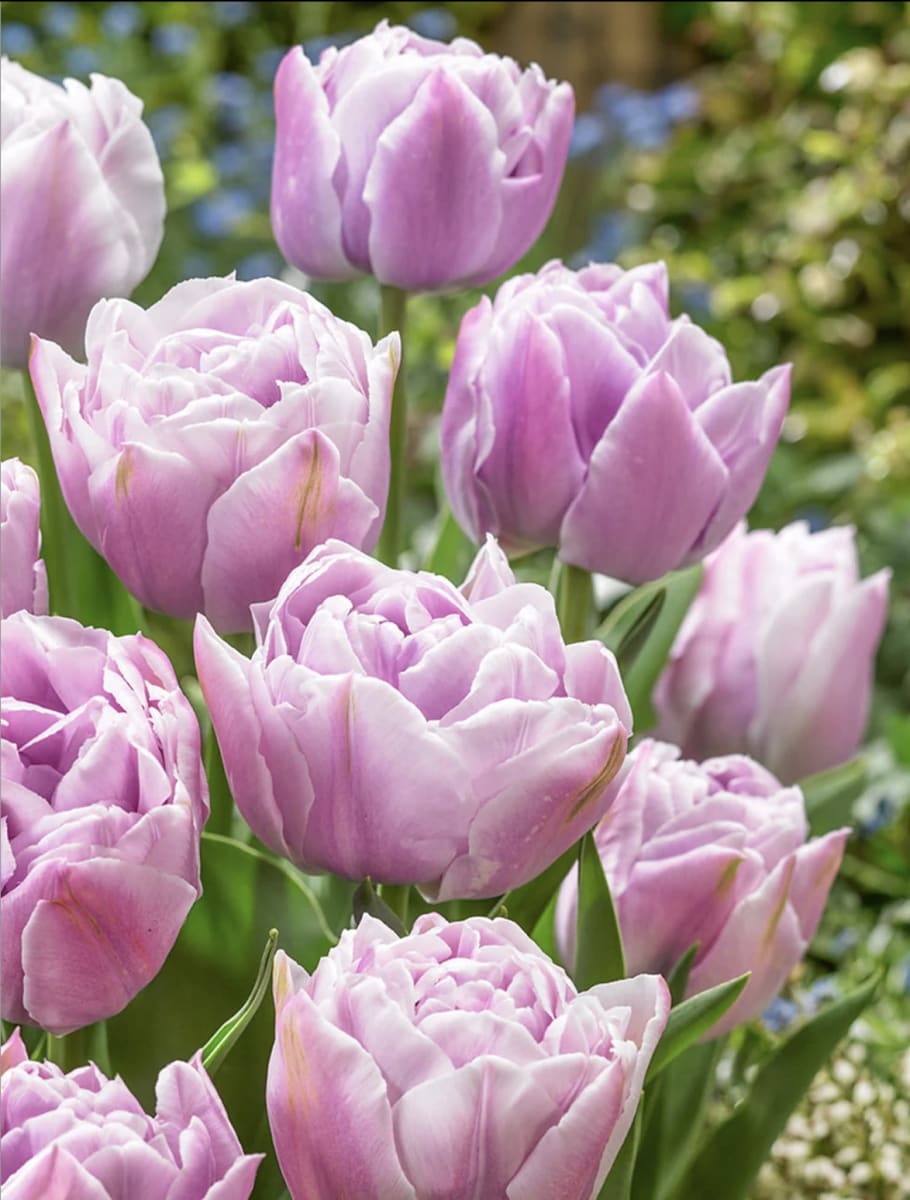 5 Docenas de Bulbos Tulipas Color: Lila/Malva . Calibre 12+4