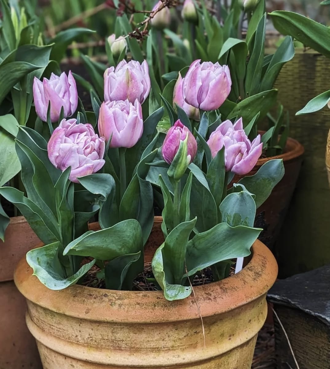 5 Docenas de Bulbos Tulipas Color: Lila/Malva . Calibre 12+2