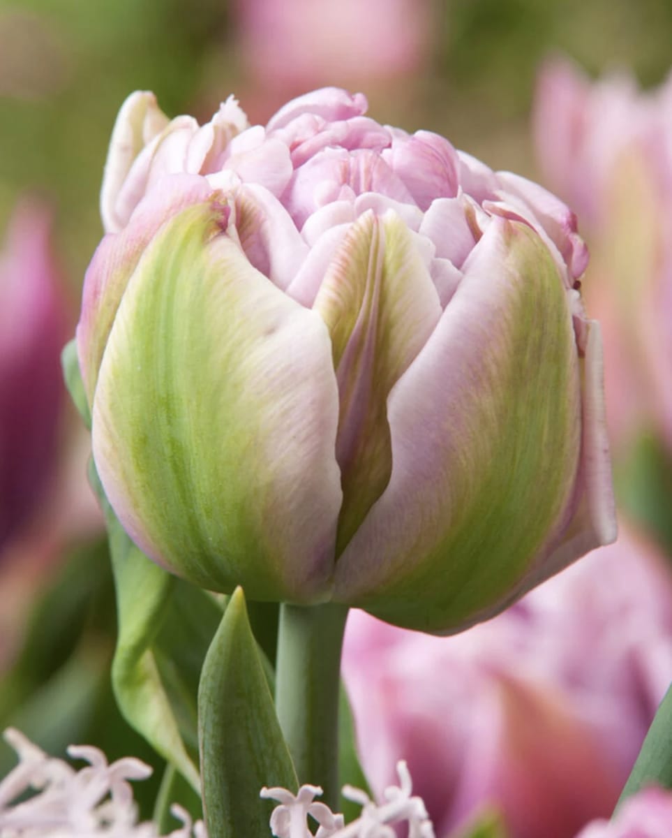 1 Docena de Bulbos Tulipas Color: Lila/Malva . Calibre 12+2