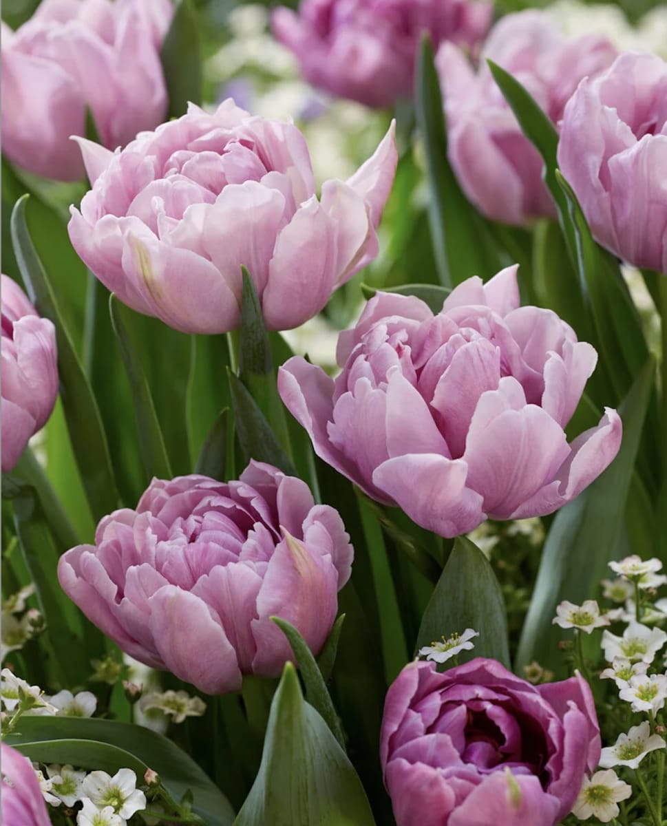 1 Docena de Bulbos Tulipas Color: Lila/Malva . Calibre 12+3