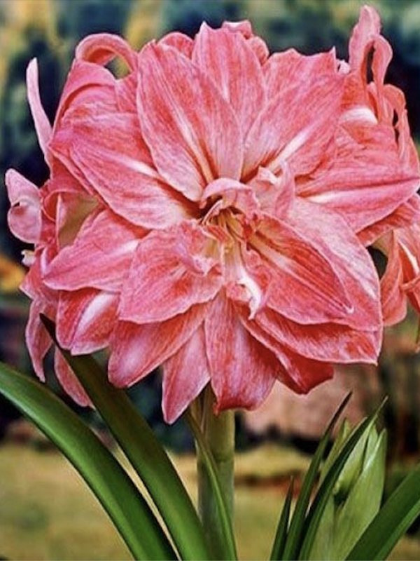 Amaryllis  Exclusivos Dobles  Color: Fucsia Vetas Blancas. Size: 26/283