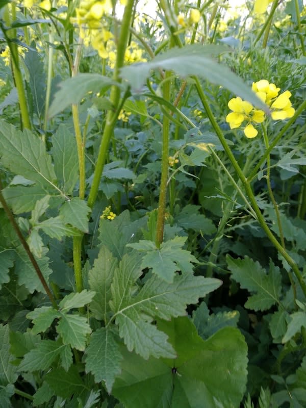 Mostaza Blanca, Semillas3