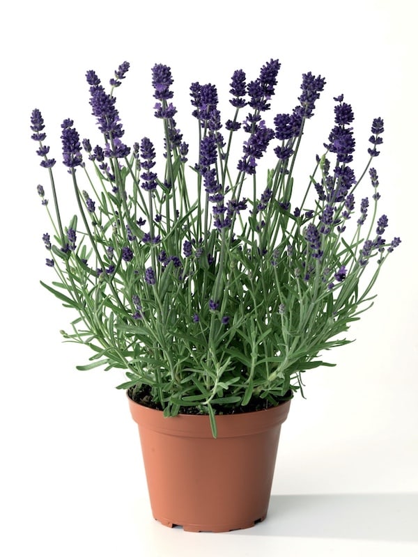 LAVANDA . Lavandula Angustifolia.3